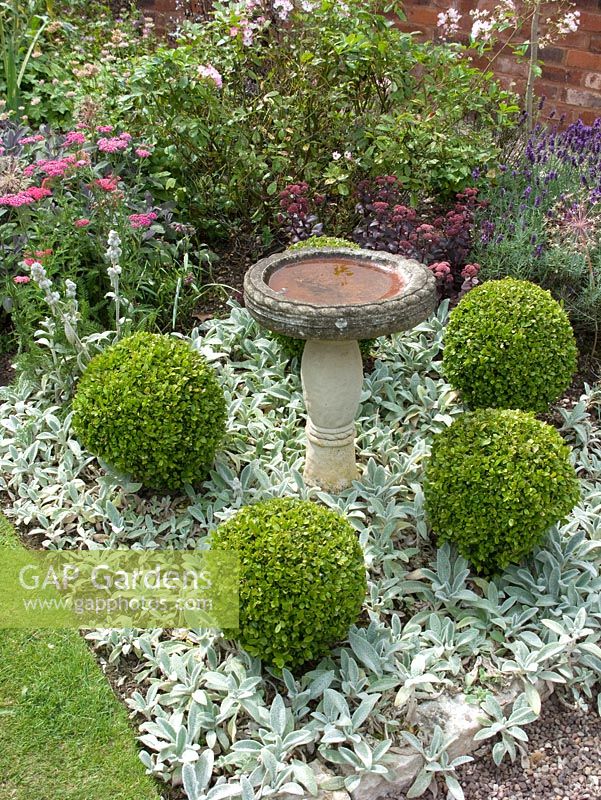 Buxus sempervirens shaped into four balls underplanted with Stachys byzantina 'Cotton Boll' with stone bird bath in middle in border   