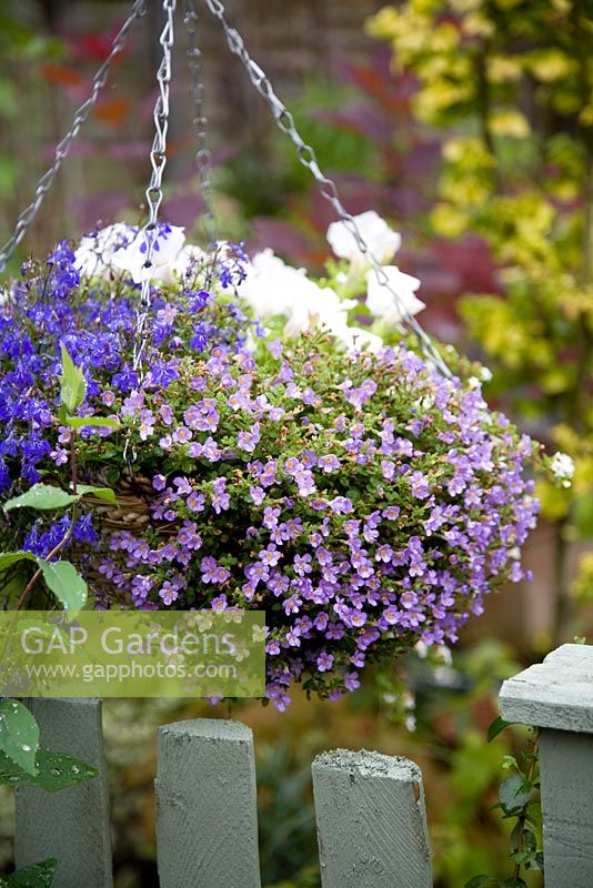 Hanging basket containing white Surfinia, blue trailing Lobelia and pale lilac Bacopa