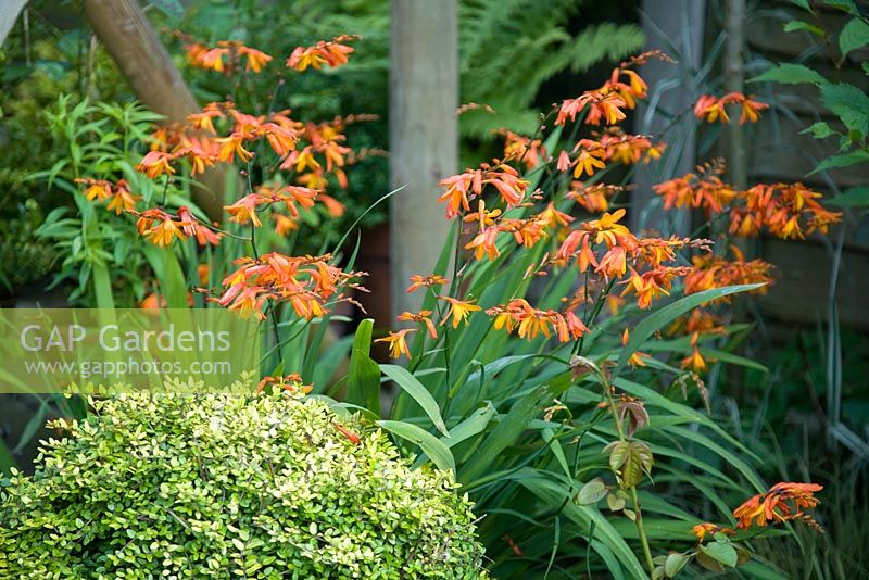 Late summer border with Crocosmia 'Jackanapes' and Buxus sempervirens shaped into ball