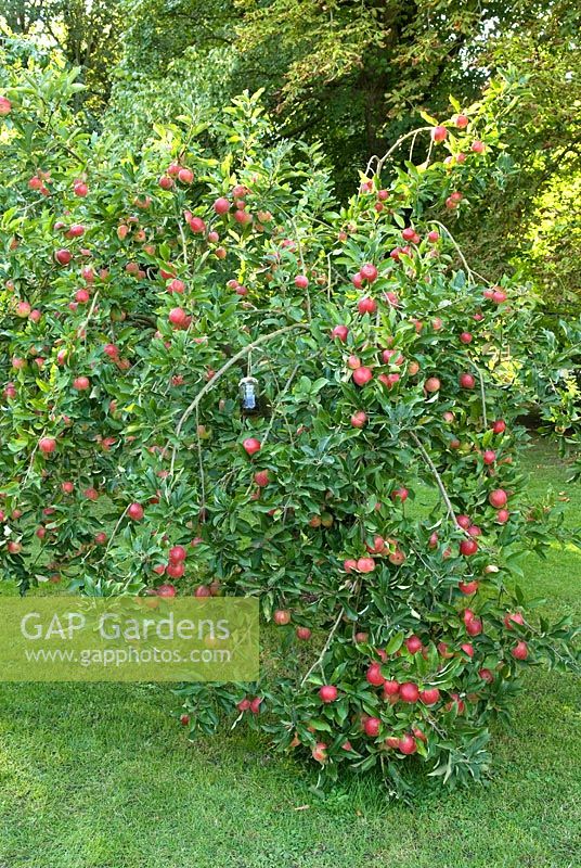 Malus 'Worcester Pearmain' - Apple tree with water filled jam jar to catch wasps