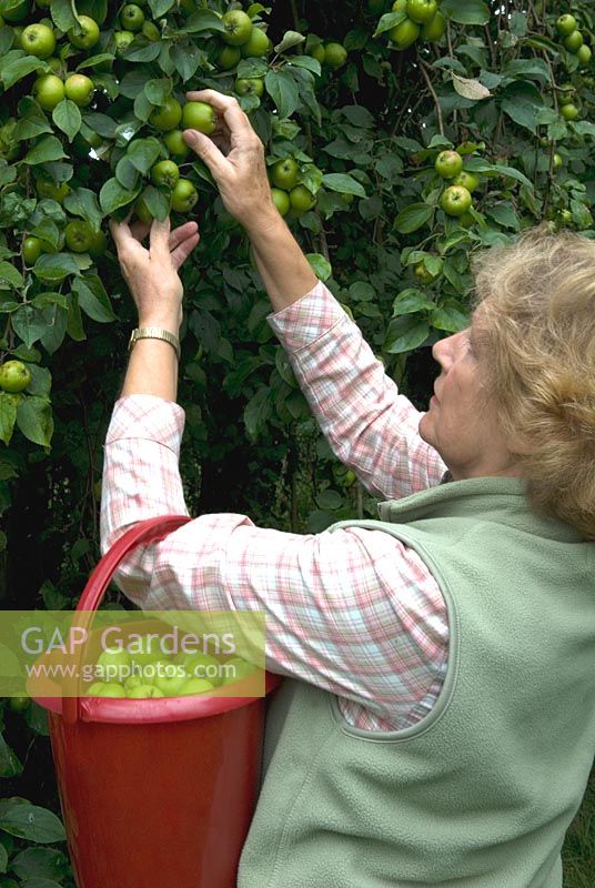 Woman picking crab apples in hedgerow