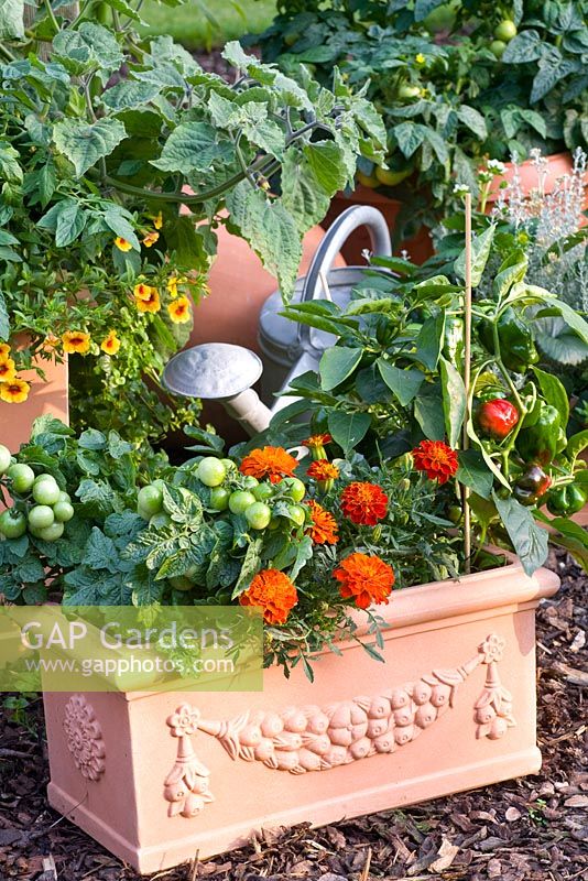 Mixed container planting of Tagetes 'Paprika', Lycopersicon and Capsicum annuum 'Redskin' 