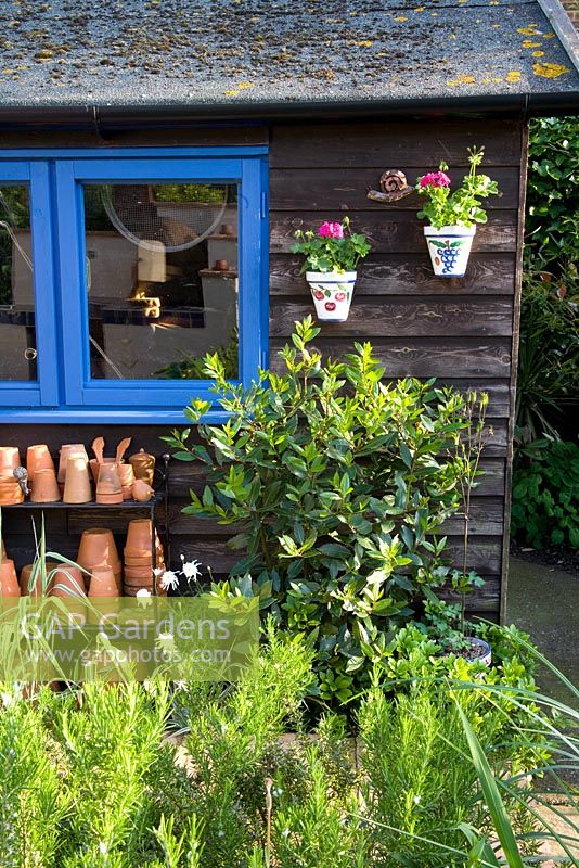 Wooden shed, blue painted windows with terracotta pots piled up outside