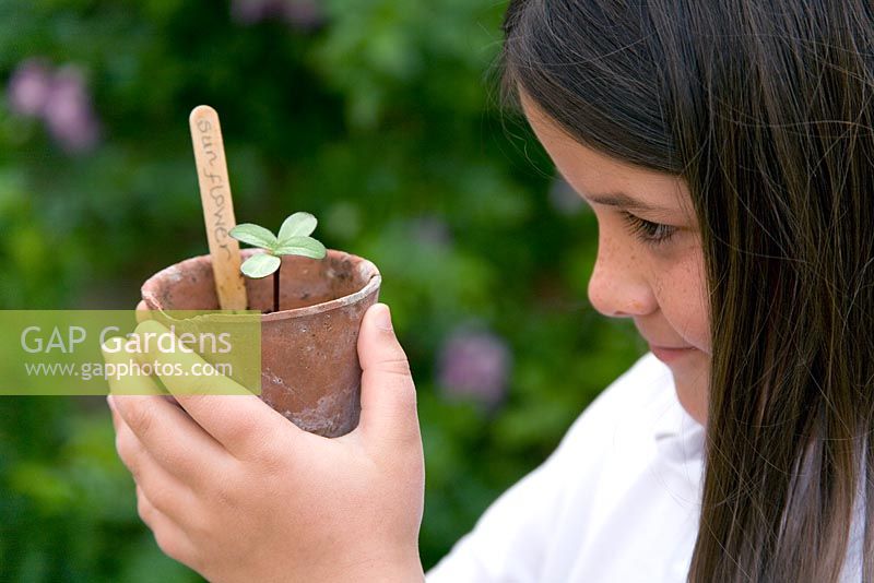Child looking at a terracotta pot with a Sunflower seedling and a wooden plant lable made from a lolly stick