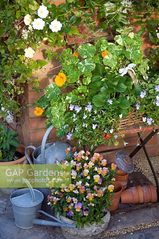 Collection of mixed baskets and pots with Tropaeolum 'Alaska', hanging Viola and strawberry plants on old chair, Rosa 'Snow Goose' growing against wall