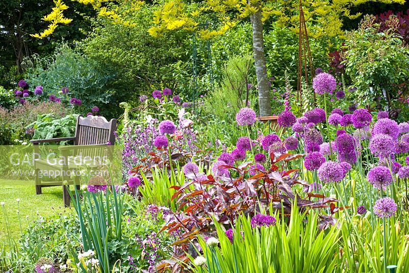 Mixed bed with Alliums near seating area on lawn