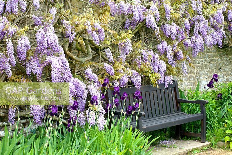 Wooden bench beneath Wisteria underplanted with Irises