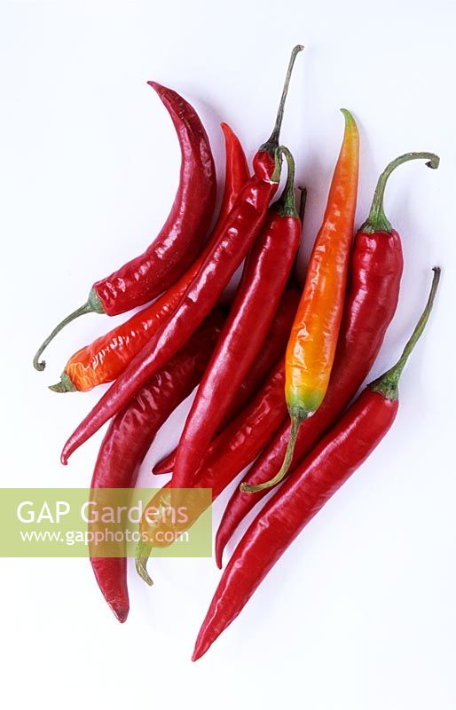 Capsicum annuum 'Joe's Long' - Cayenne chilli peppers