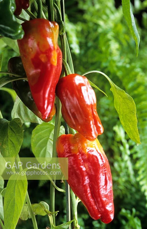Capsicum annuum 'Pimentos de Padron' - Tapas chilli pepper