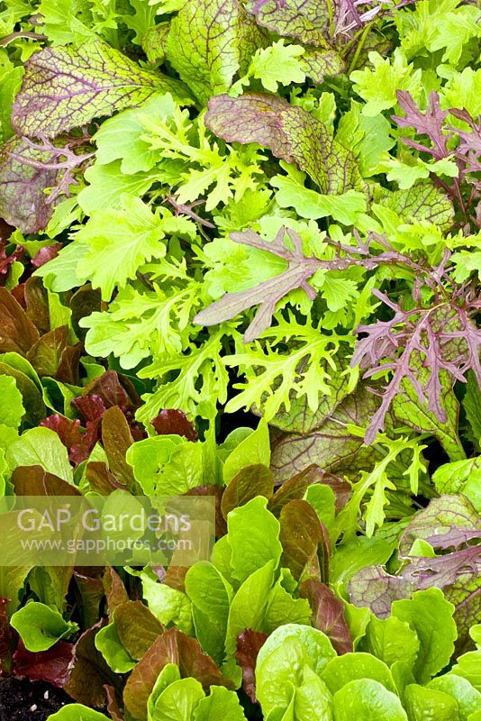 Mixed salad leaves of Lactuca sativa longifolia 'Green Frills', Brassica juncea 'Green Frills' and Brassica juncea 'Red Giant' 