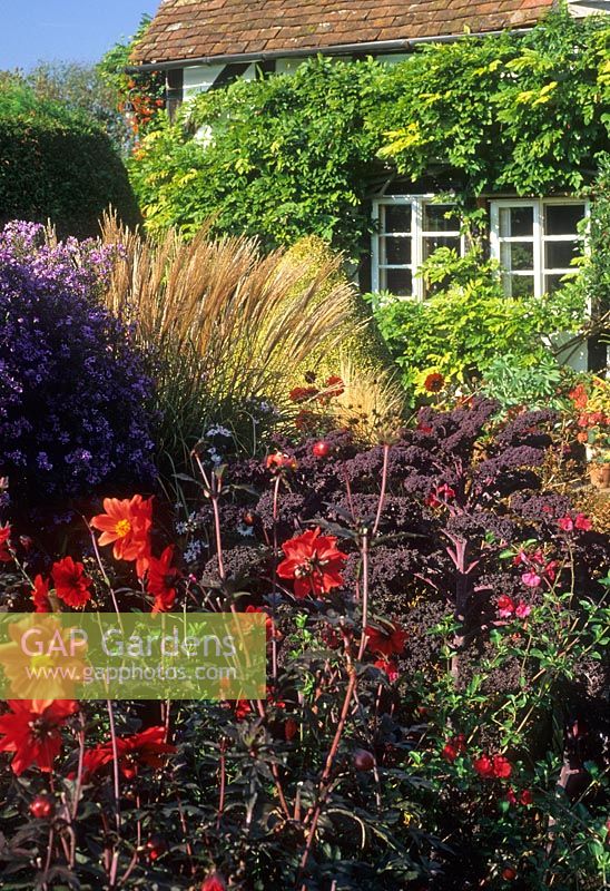 Colourful autumn planting of Dahlia, purple Brassica, Miscanthus and Aster - Eastgrove Cottage, Worcs