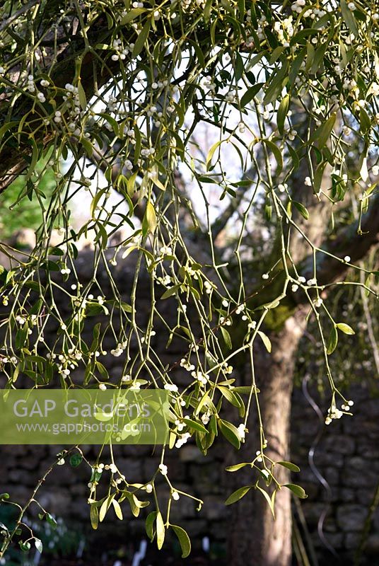 Viscum album - Mistletoe growing on tree
