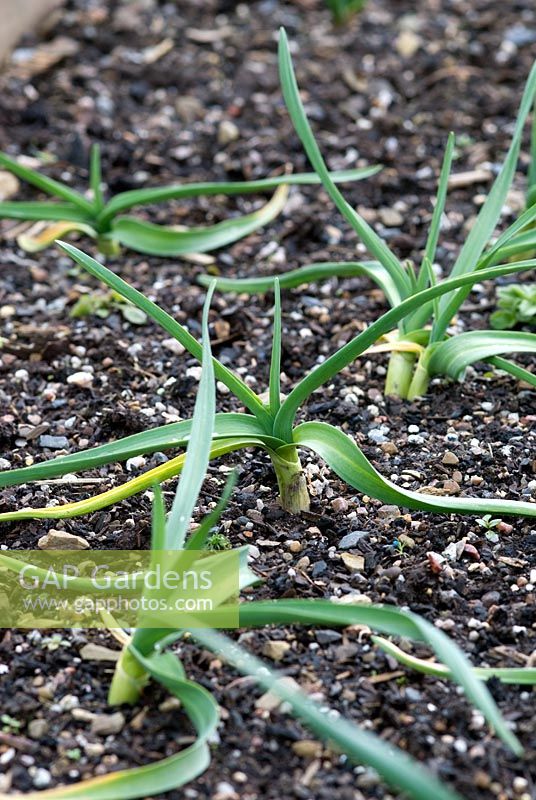 Allium sativum 'Chesnok Wight' - Garlic