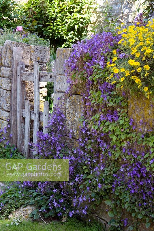 Campanula poscharskyana growing on a Cotswold stone wall with yellow Helenium