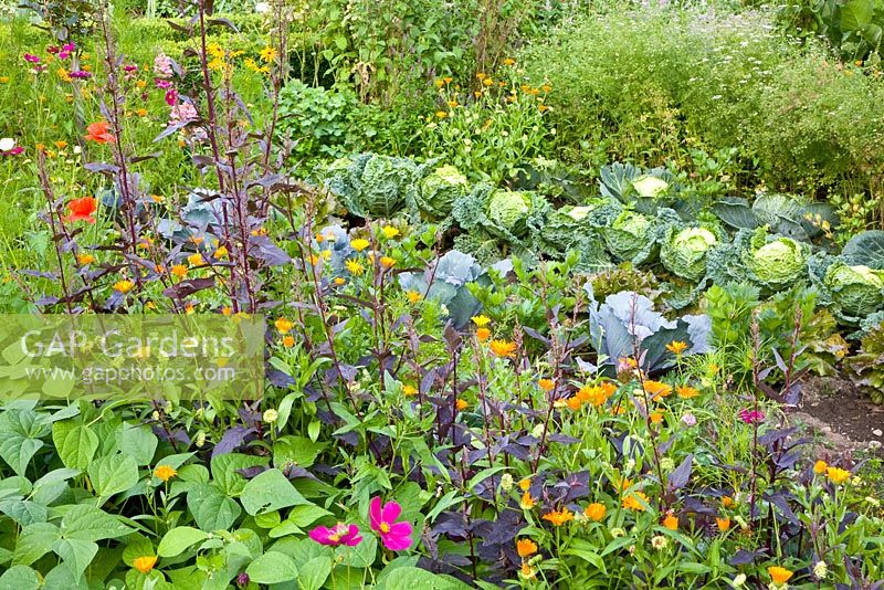 Vegetable garden with Brassica atriplex hortensis 'Rubra', Coriandrum sativum, Brassicas and lettuces