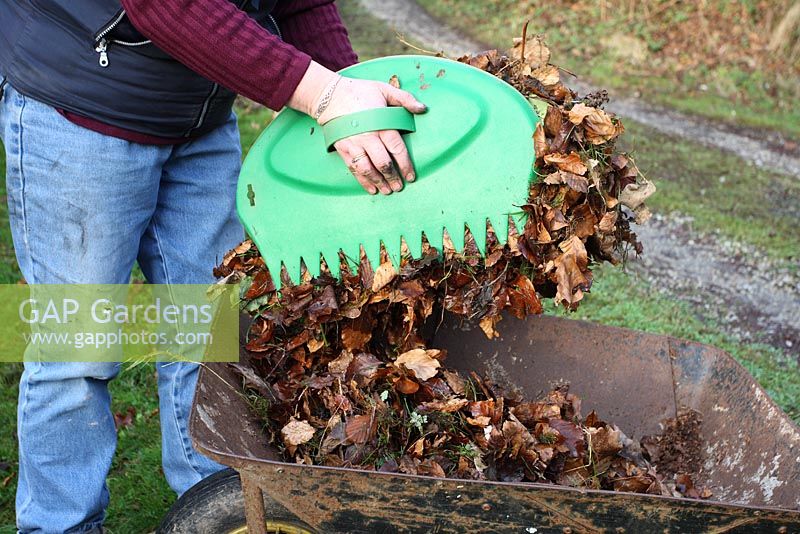 Putting collected autumn laves into wheelbarrow with leaf 'grabbers', ready to make leaf mold