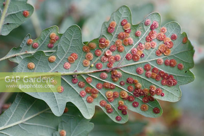 Neuroterus quercusbaccarum - Common spangle gall on underside of oak leaf