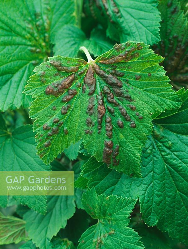 Cryptomyzus ribis - Currant blister aphids damage to leaf