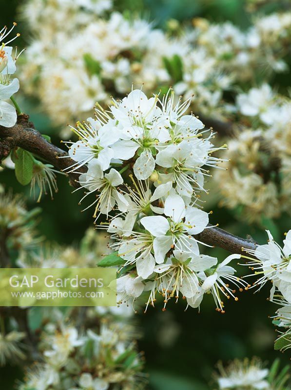 Prunus spinosa - Blackthorn 