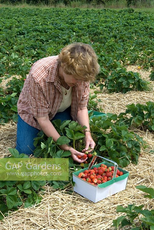 Woman picking strawberries at PYO fruit farm