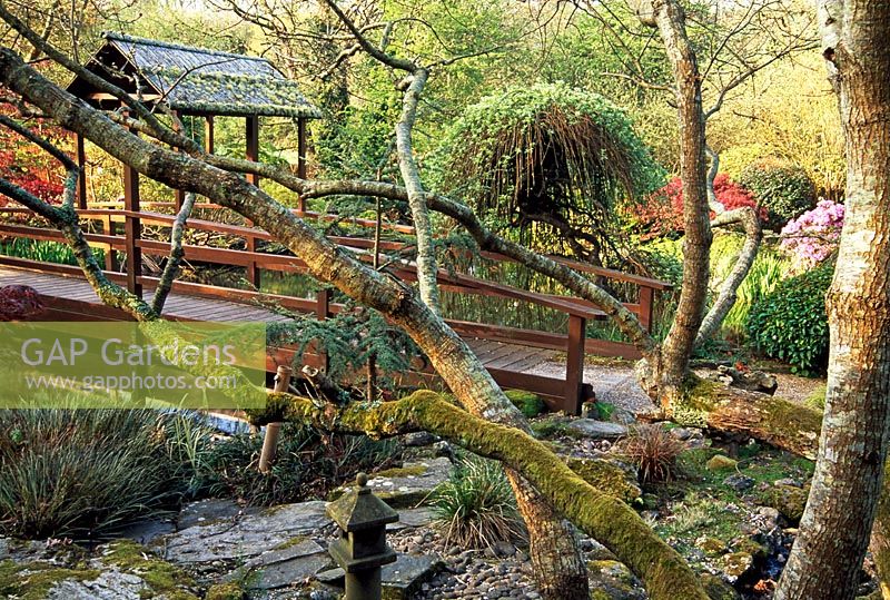 Wooden bridge leading to temple - The Japanese Garden, St Mawgan, Cornwall