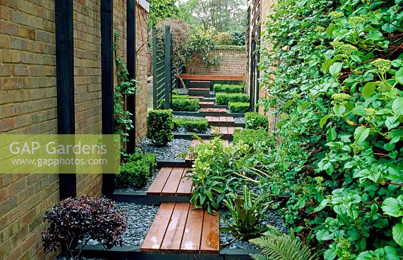 Decked steps with slate mulched flowerbeds and low clipped box cubes, Buxus sempervirens 'Suffruticosa'. Two climbers include Hydrangea anomala subsp. petiolaris and Vitus 'Strawberry', with Helleborus argutifolia, Pittosporum tenuifolium 'Tom Thumb'.
