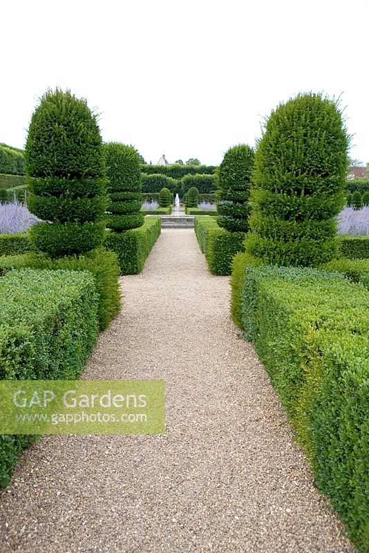 Gravel path through the Chateau de Villandry gardens in France with Taxus topiary, Buxus hedging and Perovskia 'Blue Haze' in the background.