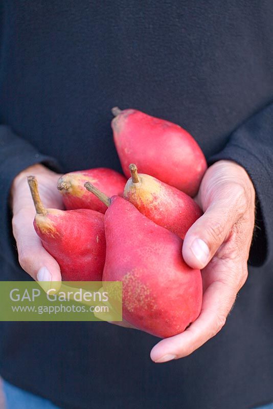 Man holding pears 'Red Bartletts'