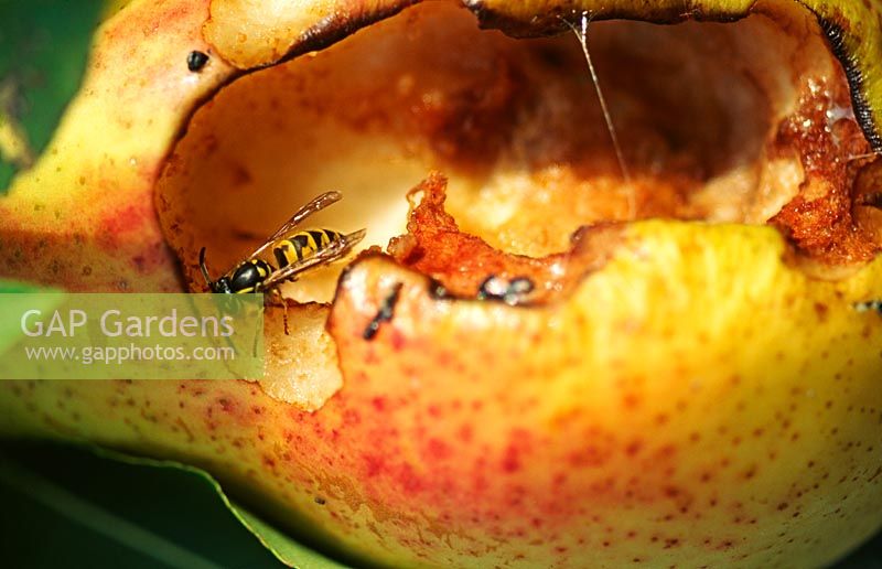 Wasp in pear