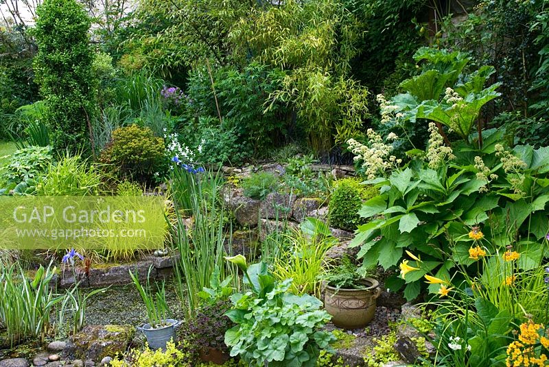 Pond with Iris laevigata 'Variegata' and other shade loving plants, overlooked by Rodgersia podophylla 'Smaragd' and Gunnera manicata