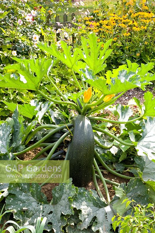 Cucurbita pepo - Courgette growing in vegetable bed