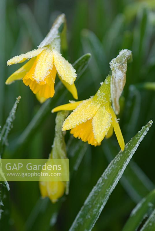 Narcissus 'Tete a Tete' with frost