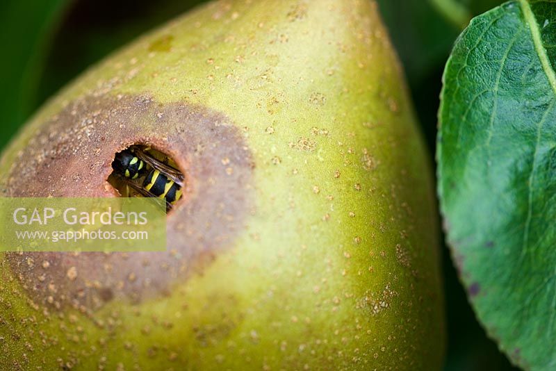 Wasp eating a pear from the inside