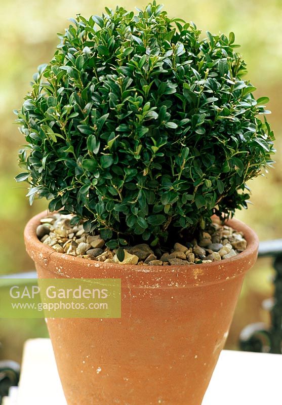 Buxus in terracotta pot with gravel mulch