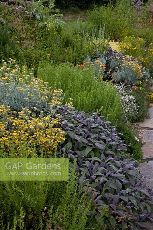 Mixed herbs in border at Riverford Organic