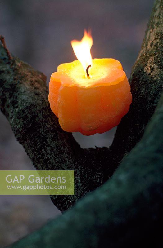 Candles cast from pumpkin skins