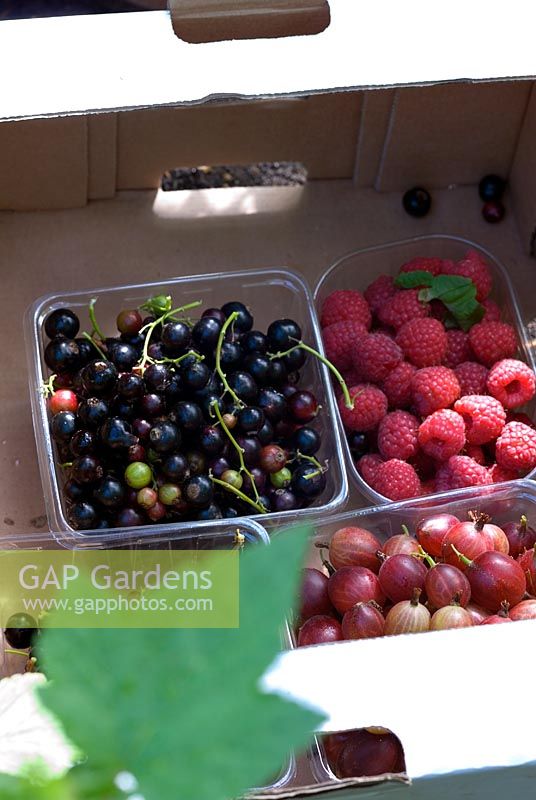 Punnets of freshly picked soft fruits including gooseberries, raspberries and blackcurrants