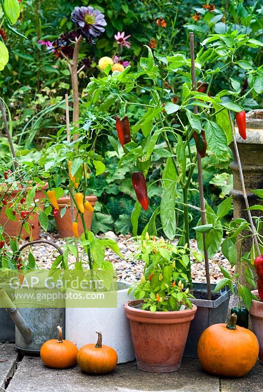 Collection of peppers in containers - sweet and hot varieties