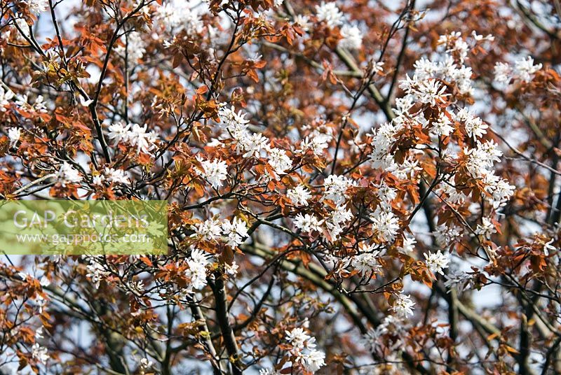 Amelanchier arborea spring flowers with copper coloured fliage