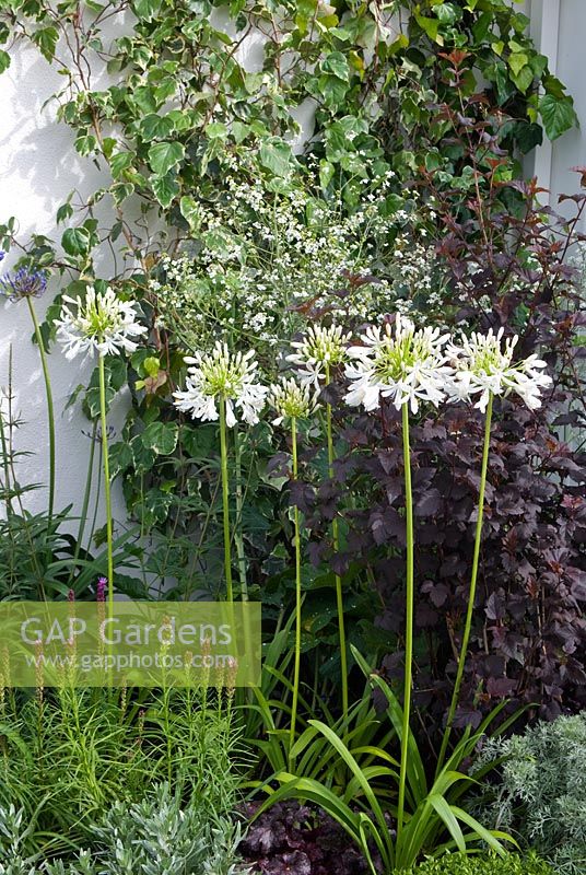 Agapanthus africanus albus with Gypsophylla and ivy in the background