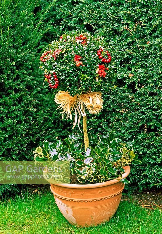 Evergreen topiary box tree underplanted with small variegated hollies and decorated with miniature wreaths of cranberries and dried fruit threaded onto wires