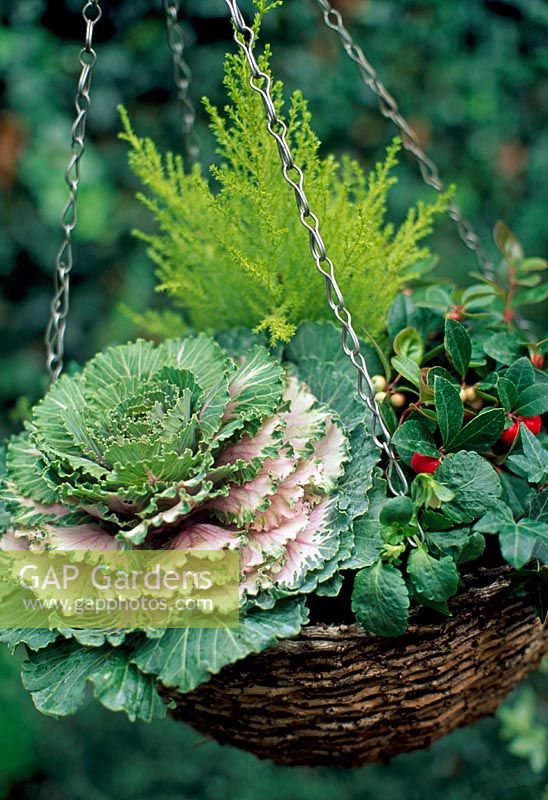 Ornamental cabbage, dwarf conifer, Gaultheria procumbens, variegated heather, pansy and variegated ivy in a wicker hanging basket