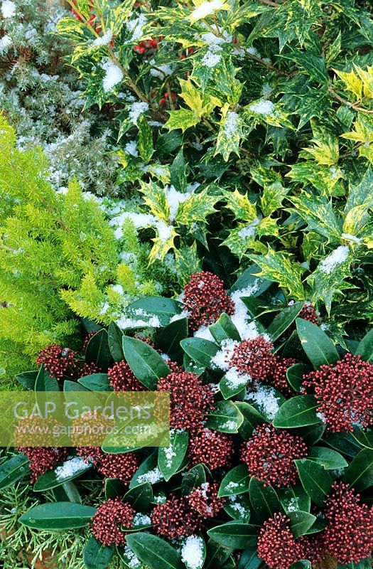 Winter border with evergreens dusted with snow. Osmanthus 'Goshiki', Erica arborea 'Albert's Gold' and red budded Skimmia japonica 'Rubella'