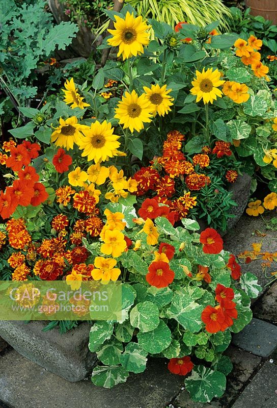 Hot colours for the summer with dwarf sunflowers, French marigolds and  Tropaeolum majus 'Alaska Mixed' - variegated nasturtiums growing in a stone trough