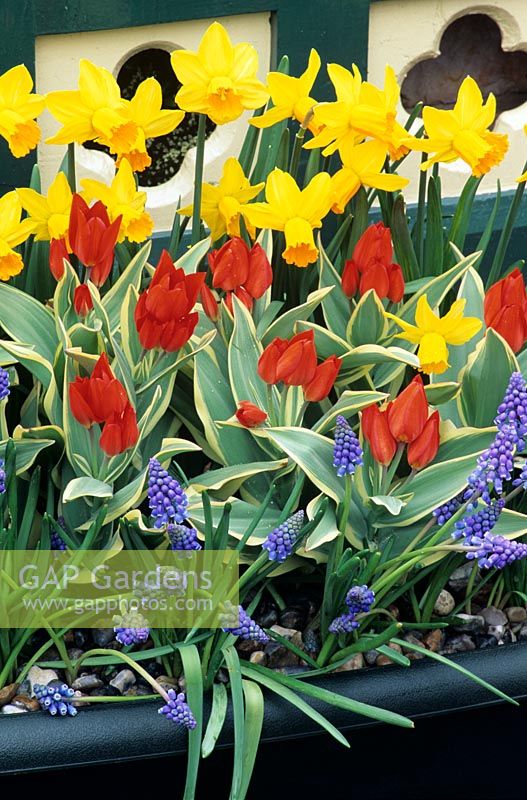 Strong contrasts of colour with spring bulbs growing in a trough. Narcissus 'Jetfire' with multi-headed Tulipa praestans 'Unicum' and Muscari armeniacum
