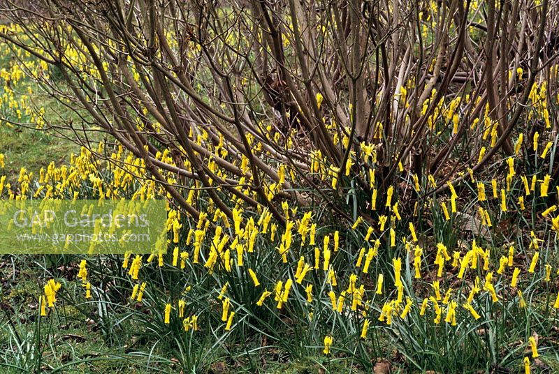 Narcissus cyclamineus in March under the branches of Rhododendron