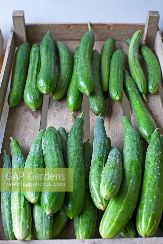 Home grown organic cucumbers in wooden crate 