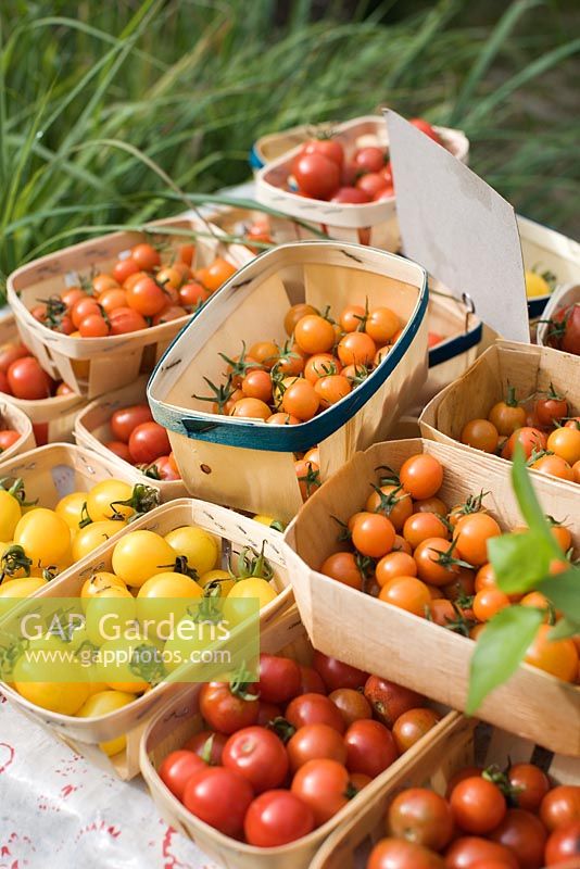 Organically grown tomatoes in wooden punnets
