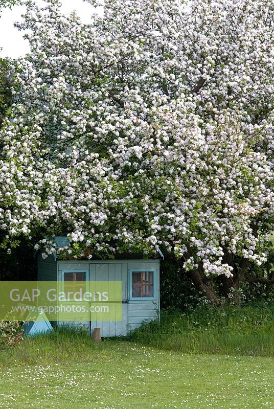 Crab apple in blossom by child's play house in early May 