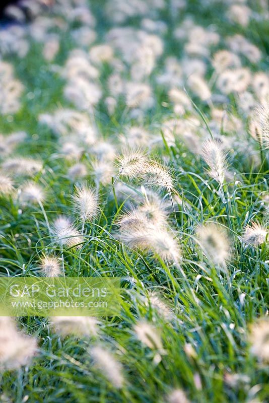 Pennisetum villosum - Feathertop grass